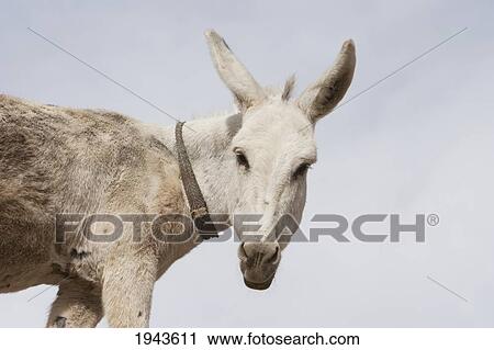 Stock Image - Donkey At The Hajigak Pass, Vardak Province, Afghanistan. Fotosearch