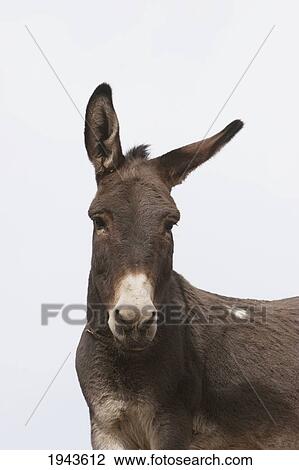 Stock Image - Donkey At The Hajigak Pass, Vardak Province, Afghanistan. Fotosearch