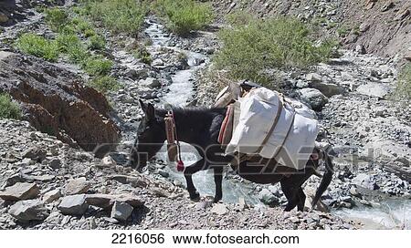 Donkey Carrying Camping Gear. Trekking In The Zanskar Range In Ladhak, India View Large Photo Image Stock Photograph - Donkey Carrying Camping Gear. Trekking In The Zanskar Range In Ladhak, India. Fotosearch