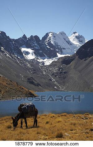 Stock Photo - Donkey Grazing With Condorri Peak In Background. Fotosearch