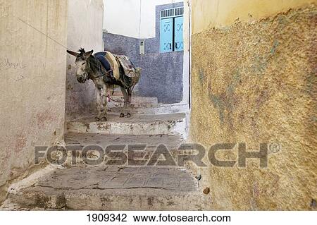Donkey In Narrow Alley, Moulay Idriss, Morroco View Large Photo Image Stock Image - Donkey In Narrow Alley, Moulay Idriss, Morroco. Fotosearch