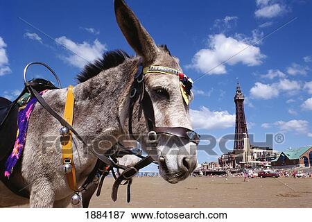 Stock Photo - Donkey Infront Of Blackpool Tower. Fotosearch