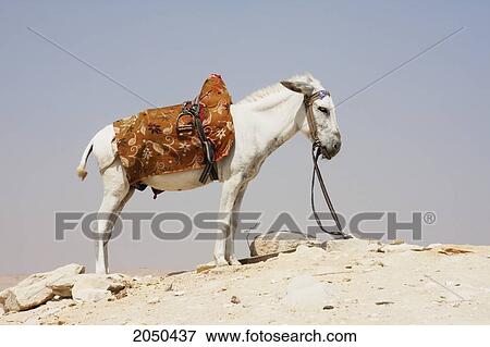 Donkey, Saqqara, Al Jizah, Egypt View Large Photo Image Stock Photo - Donkey, Saqqara, Al Jizah, Egypt. Fotosearch