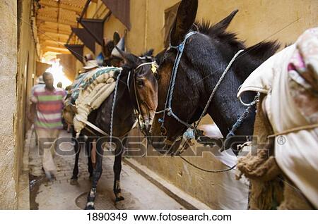 Donkeys And Man On Alley View Large Photo Image Stock Photo - Donkeys And Man On Alley. Fotosearch