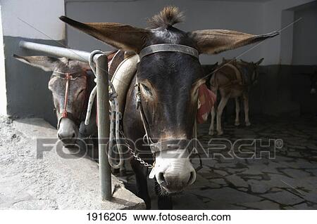 Donkeys Awaiting Customers View Large Photo Image Stock Photography - Donkeys Awaiting Customers. Fotosearch