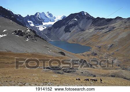 Stock Image - Donkeys Carrying Trekkers Luggage. Fotosearch