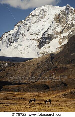 Stock Image - Donkeys grazing with peak of Huayna Potosi behind; Cordillera Real, Bolivia. Fotosearch