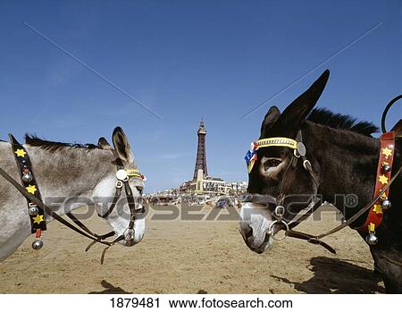 Stock Image - Donkeys On The Beach With Blackpool Tower In The Background. Fotosearch