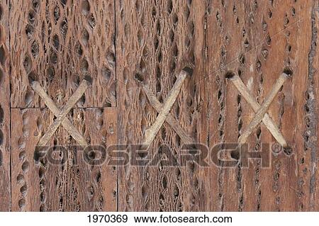 Door Made From Cactus Wood At The San Francisco De Chiu Chiu Church, Antofagasta Region, Chile View Large Photo Image Stock Photo - Door Made From Cactus Wood At The San Francisco De Chiu Chiu Church, Antofagasta Region, Chile. Fotosearch