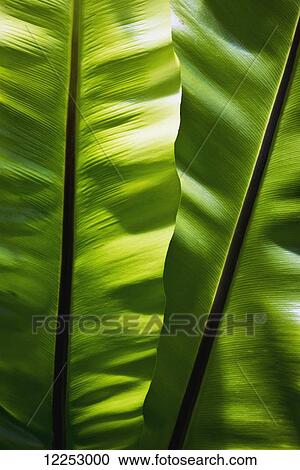 Stock Image - Doppled lighting on tropical leaves; Linwood, New Jersey, United States of America. Fotosearch