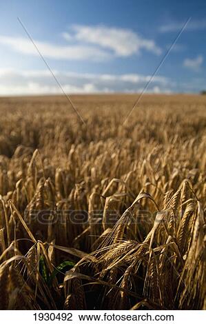 Dorset, Uk. View Large Photo Image Stock Image - Dorset, Uk.. Fotosearch