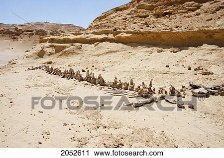 Stock Image - Dorudon Atrox Whale Skeleton In Wadi El Rayan, El Fayoum, Egypt. Fotosearch