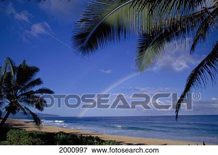 Double Rainbow Into Ocean, One Faint Palm Tree Frames Beach, Blue Sky View Large Photo Image Stock Photo - Double Rainbow Into Ocean, One Faint Palm Tree Frames Beach, Blue Sky. Fotosearch