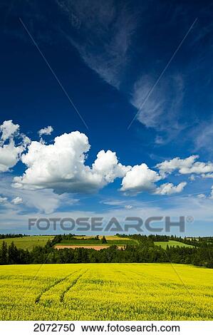 Stock Image - Dramatic Cumulus Clouds Over Canola Field, Brookfield, Prince Edward Island. Fotosearch