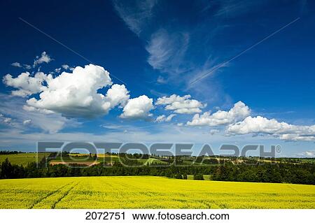 Dramatic Cumulus Clouds Over Canola Field In Bloom, Brookfield, Prince Edward Island View Large Photo Image Stock Image - Dramatic Cumulus Clouds Over Canola Field In Bloom, Brookfield, Prince Edward Island. Fotosearch