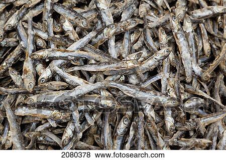 Dried And Salted Fish For Sale In The Souk In Old Jara; Gabes, Tunisia, North Africa View Large Photo Image Stock Photo - Dried And Salted Fish For Sale In The Souk In Old Jara; Gabes, Tunisia, North Africa. Fotosearch