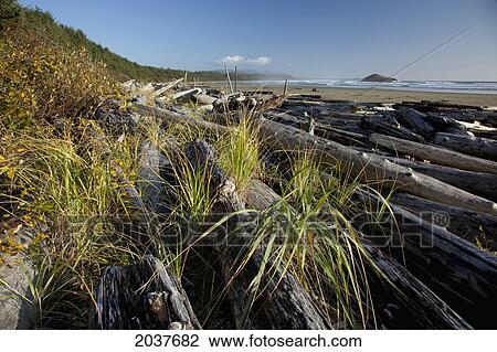 Drift Logs Pile Up Along Long Beach A Surfer's Paradise In Pacific Rim National Park Near Tofino; British Columbia Canada View Large Photo Image Stock Image - Drift Logs Pile Up Along Long Beach A Surfer's Paradise In Pacific Rim National Park Near Tofino; British Columbia Canada. Fotosearch