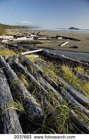 Drift Logs Pile Up Along Long Beach A Surfer's Paradise In Pacific Rim National Park Near Tofino; British Columbia Canada View Large Photo Image Stock Image - Drift Logs Pile Up Along Long Beach A Surfer's Paradise In Pacific Rim National Park Near Tofino; British Columbia Canada. Fotosearch