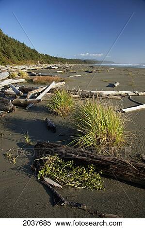 Drift Logs Pile Up Along Long Beach A Surfer's Paradise In Pacific Rim National Park Near Tofino; British Columbia Canada View Large Photo Image Stock Photography - Drift Logs Pile Up Along Long Beach A Surfer's Paradise In Pacific Rim National Park Near Tofino; British Columbia Canada. Fotosearch