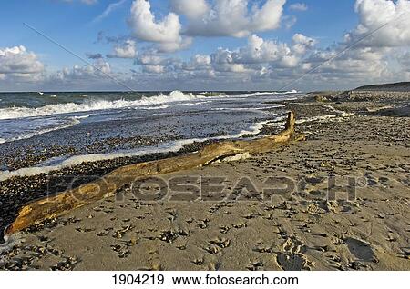 Drift Wood On Beach At West Jutland, Jutland, Denmark View Large Photo Image Stock Photo - Drift Wood On Beach At West Jutland, Jutland, Denmark. Fotosearch