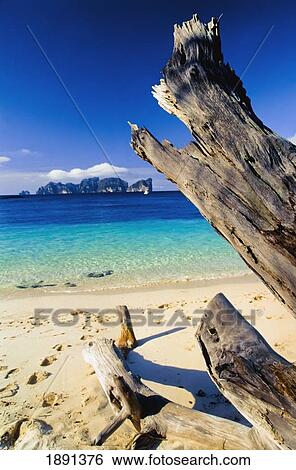 Stock Photograph - Drift Wood On Beach. Fotosearch