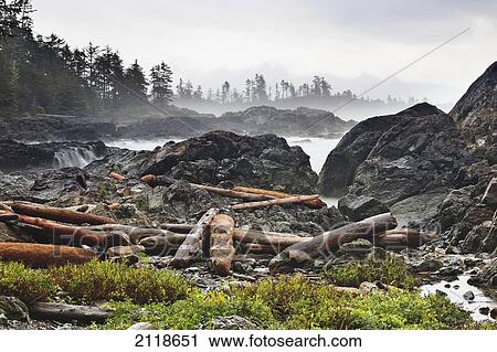 Driftwood Along The Wild Pacific Trail; Ucluelet Vancouver Island British Columbia Canada View Large Photo Image Stock Image - Driftwood Along The Wild Pacific Trail; Ucluelet Vancouver Island British Columbia Canada. Fotosearch