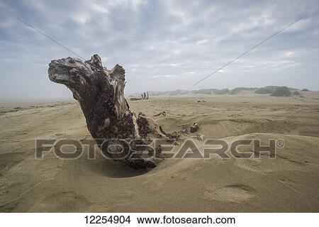 Picture - Driftwood amongst the dunes; Oregon, United States of America. Fotosearch