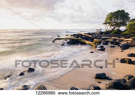 Stock Photography - Driftwood and rocks after sunrise; Wailua, Kauai, Hawaii, United States of America. Fotosearch