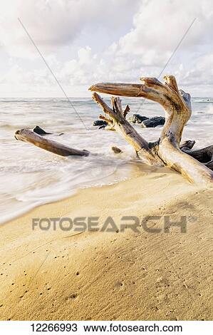 Stock Image - Driftwood and rocks on shore after sunrise; Wailua, Kauai, Hawaii, United States of America. Fotosearch