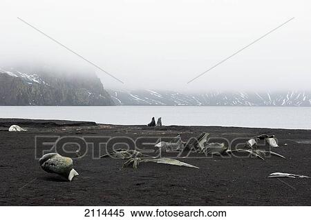 Stock Photography - Driftwood Laying On The Shore; Antarctica. Fotosearch