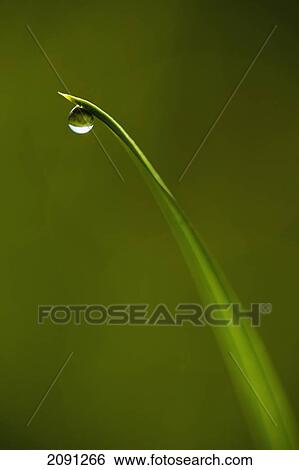 Stock Photograph - Droplet Of Water On End Of Blade Of Grass Early In The Morning, Lewes, East Sussex, Uk. Fotosearch