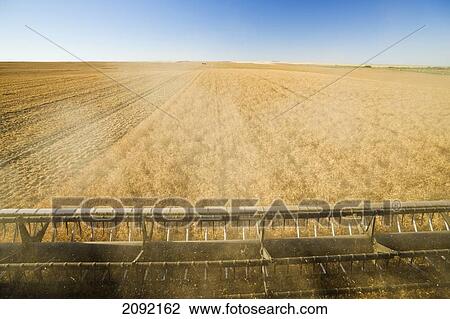 Dry/Field Pea Harvest; Ponteix Saskatchewan Canada View Large Photo Image Stock Image - Dry/Field Pea Harvest; Ponteix Saskatchewan Canada. Fotosearch