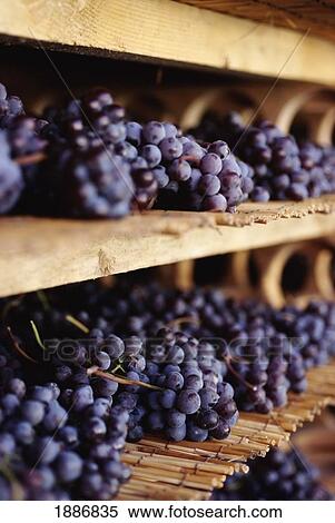 Stock Photography - Drying Grapes. Fotosearch