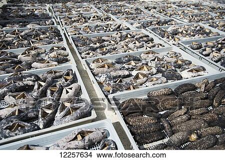 Picture - Drying Sea cucumbers; Nuku alofa, Tongatapu, Tonga. Fotosearch