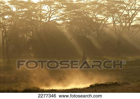 Duck flying through dawn mists above small river, Ol Pejeta Conservancy, Kenya. View Large Photo Image Stock Photograph - Duck flying through dawn mists above small river, Ol Pejeta Conservancy, Kenya.. Fotosearch