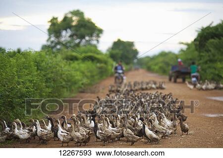 Stock Image - Duck herding; Battambang, Cambodia. Fotosearch