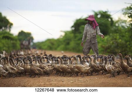 Stock Photo - Duck herding; Battambang, Cambodia. Fotosearch