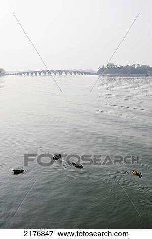 Stock Photo - Ducks In The Water With A Bridge In The Distance; Beijing China. Fotosearch