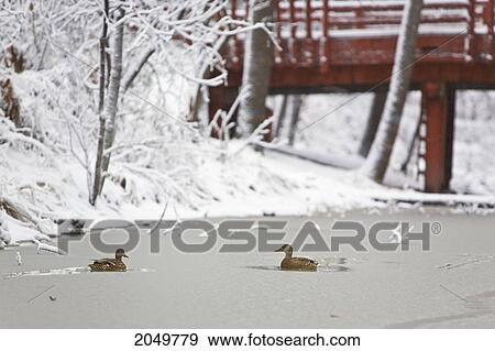 Stock Photo - Ducks On Icy Seven Oaks Creek, Kildonan Park, Winnipeg, Manitoba. Fotosearch