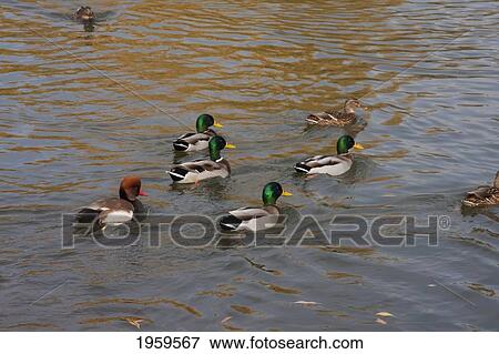 Stock Photo - Ducks On The Tauber River, Wertheim Am Main, Baden-W? rttemberg, Germany. Fotosearch