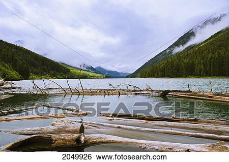 Duffey Lake And Dead Trees, Duffey Lake Provincial Park, British Columbia View Large Photo Image Stock Photograph - Duffey Lake And Dead Trees, Duffey Lake Provincial Park, British Columbia. Fotosearch
