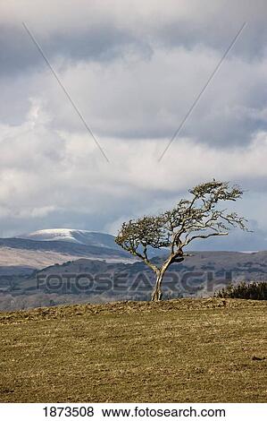 Dumfries, Scotland; A Lone Tree Against A Hilly Landscape View Large Photo Image Stock Photo - Dumfries, Scotland; A Lone Tree Against A Hilly Landscape. Fotosearch