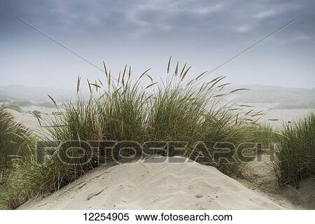 Stock Photography - Dune grass along the Oregon coast; Oregon, United States of America. Fotosearch