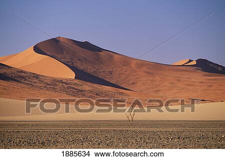 Picture - Dune Sea. Fotosearch