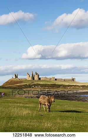 Stock Photo - Dunstanburgh Castle; Northumberland, England. Fotosearch