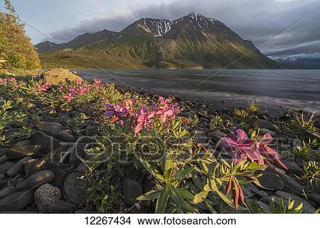 Dwarf fireweed (Chamerion latifolium) lit up by the warm light of the setting sun, Kings throne in the distance with a rough Kathleen Lake in the middle, Klaune National Park; Yukon, Canada View Large Photo Image Picture - Dwarf fireweed (Chamerion latifolium) lit up by the warm light of the setting sun, Kings throne in the distance with a rough Kathleen Lake in the middle, Klaune National Park; Yukon, Canada. Fotosearch