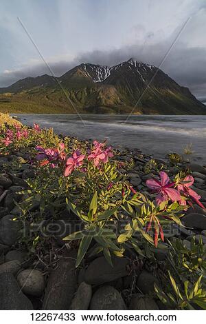 Dwarf fireweed (Chamerion latifolium) lit up by the warm light of the setting sun, Kings throne in the distance with a rough Kathleen Lake in the middle, Klaune National Park; Yukon, Canada View Large Photo Image Stock Image - Dwarf fireweed (Chamerion latifolium) lit up by the warm light of the setting sun, Kings throne in the distance with a rough Kathleen Lake in the middle, Klaune National Park; Yukon, Canada. Fotosearch