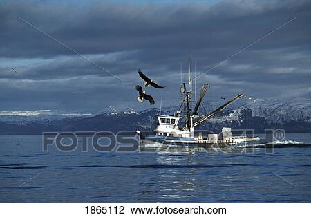 Stock Image - Eagles Soaring Over A Fishing Boat; Cook Inlet, Alaska, Usa. Fotosearch