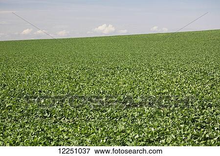Stock Photo - Early canola field with clouds and blue sky; Alberta, Canada. Fotosearch