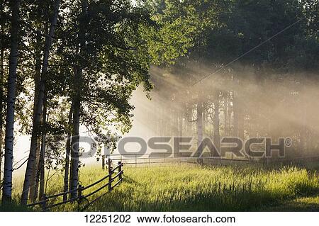 Early morning fog with sunlight streams coming through the forest with a wooden fence and grassy field; Alberta, Canada View Large Photo Image Stock Image - Early morning fog with sunlight streams coming through the forest with a wooden fence and grassy field; Alberta, Canada. Fotosearch